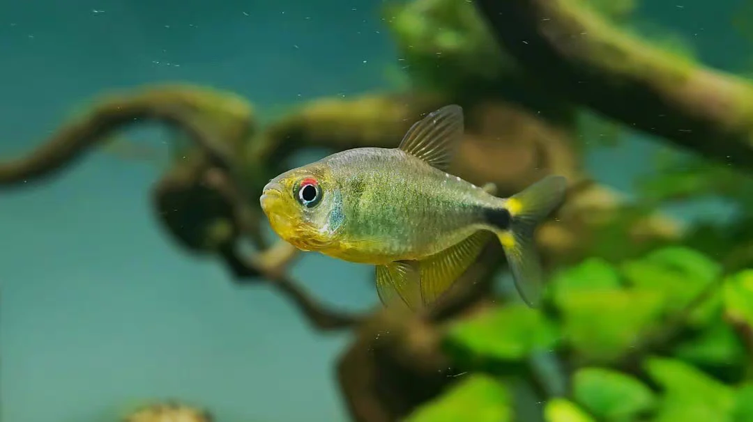 黄凯蒂灯鱼小型热带鱼南美高端草缸活体鱼观赏鱼