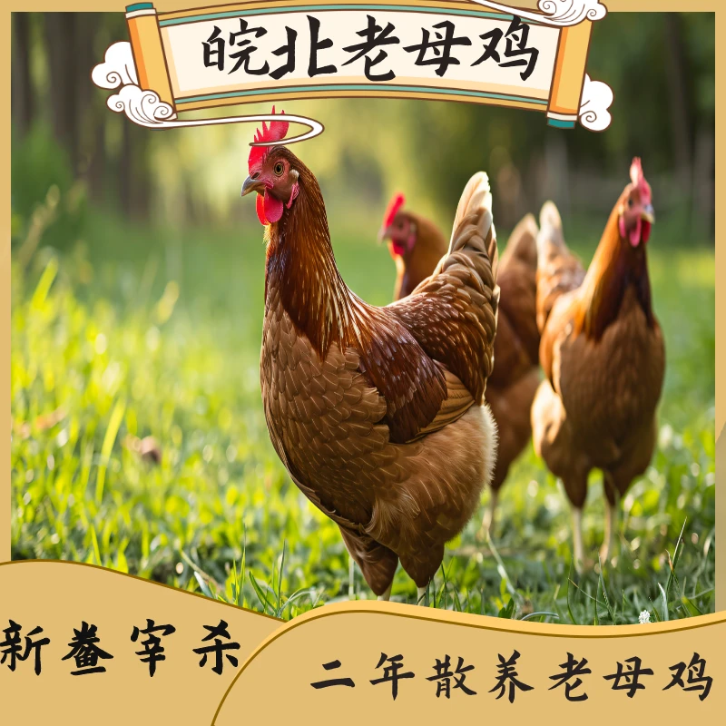 中皖百汇二年老母鸡2只4斤净重「够香够肥」活鸡现杀优先发货