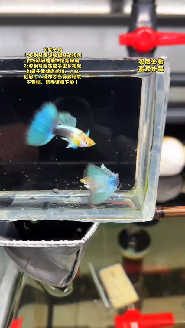 孔雀鱼无怨孔雀鱼