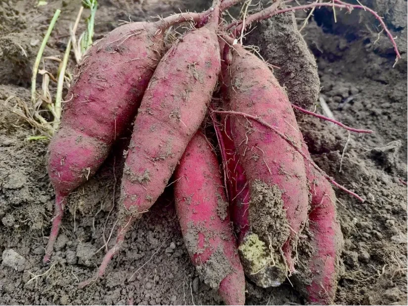 【村部尚书助农精选】榴莲蜜薯现挖红薯板栗蜜薯番薯粉糯甜面皮