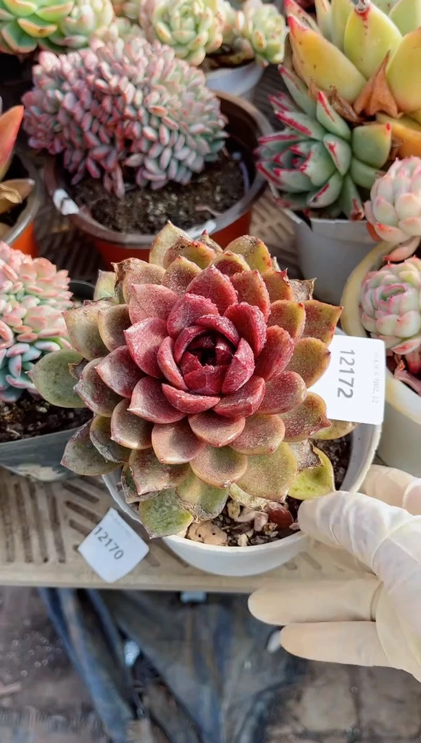 【闪购商品】12172