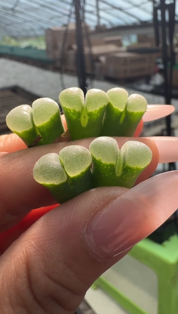 30-47多肉植物肉锥特别级窗一颗