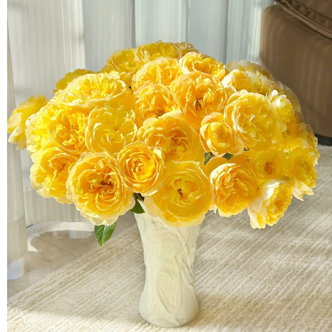 橙汁阳台，多头玫瑰，1单包邮，2单升级顺丰或者京东，距远的发德邦