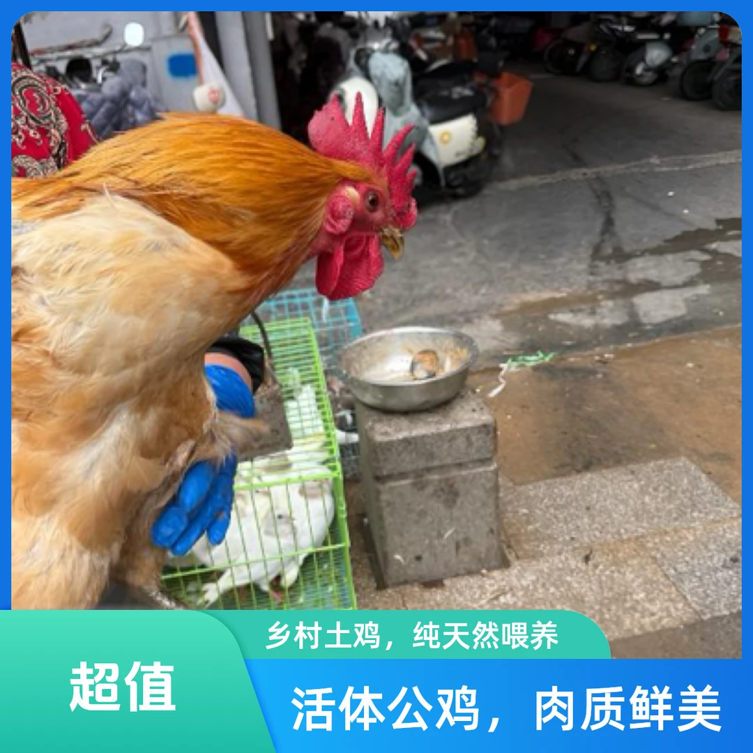 散养老公鸡新鲜宰杀净重2以上溜达土鸡