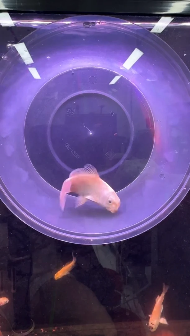 金鱼一鱼一拍，不包返祖不包瑕疵，看清楚下单