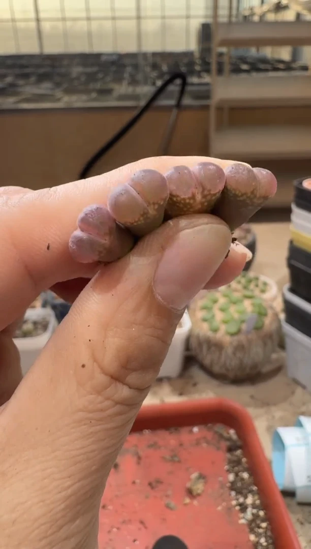 18-380多肉植物肉锥