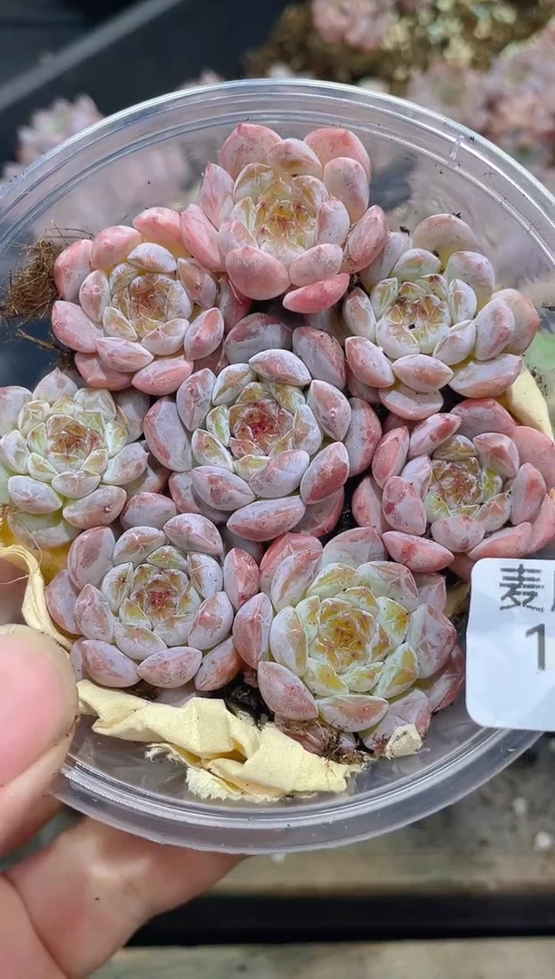 176雪钻       量拍