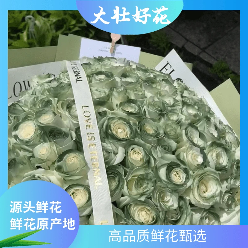 【苏格兰绿玫瑰】大壮好花 云南鲜花基地直发