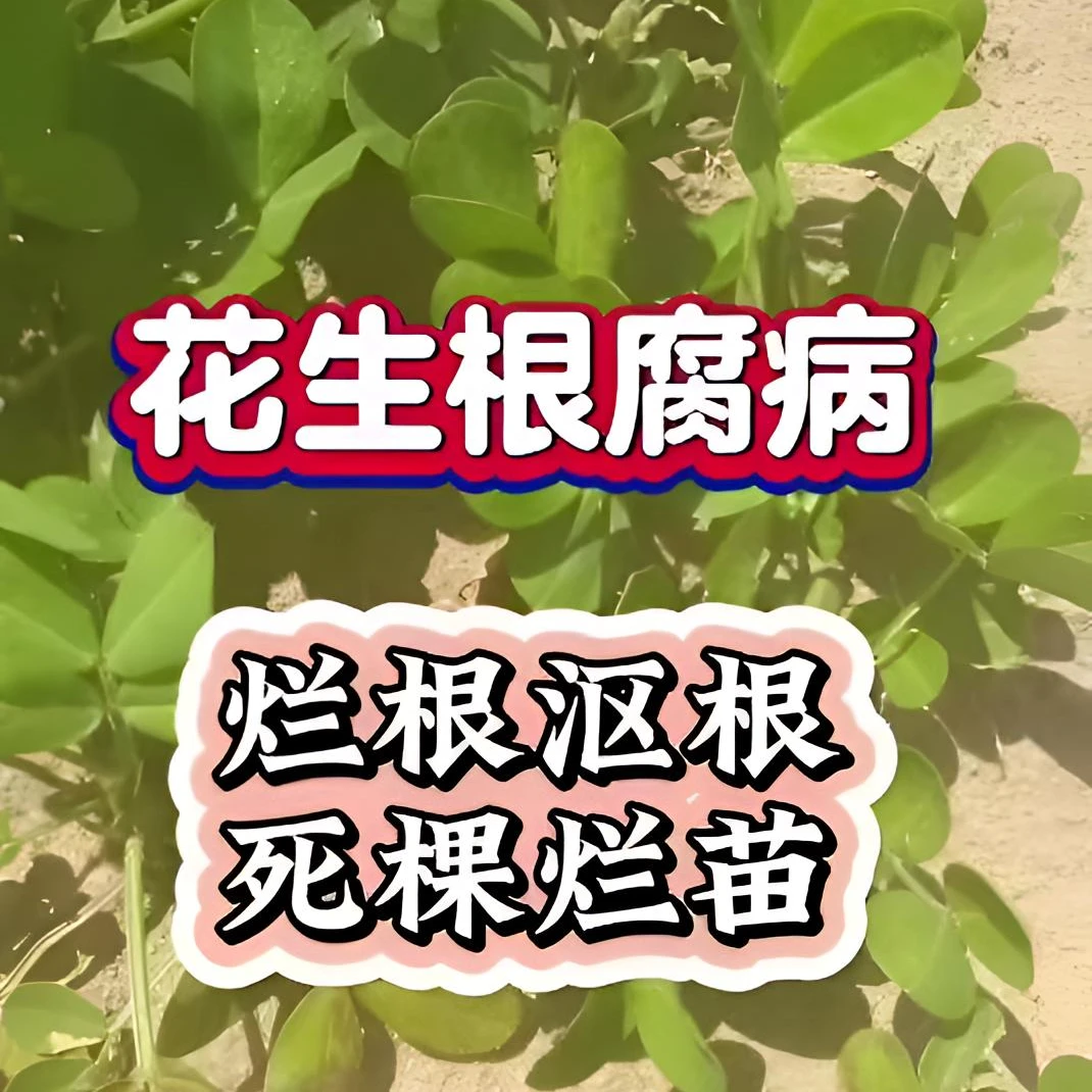 花生根腐特效技术包