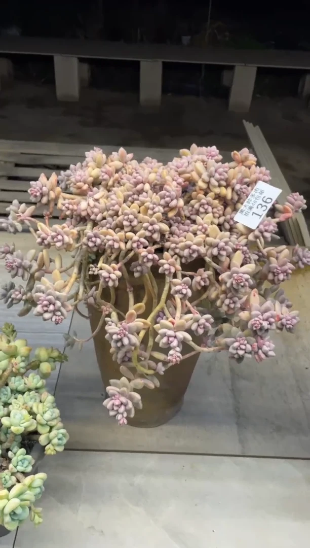 【闪购商品】136爱香