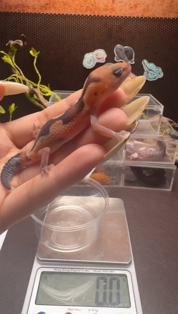 睫角守宫 鳞与尾 Scale Tail 爬宠F9