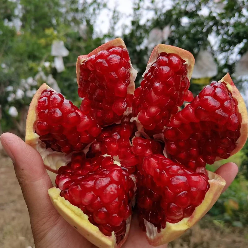 爆甜多汁四川大凉山会理突尼斯软籽石榴现摘现发