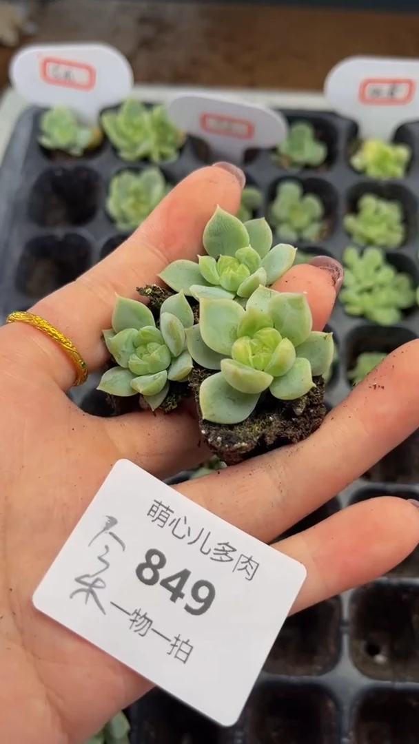 849 今禾多肉植物多肉植物