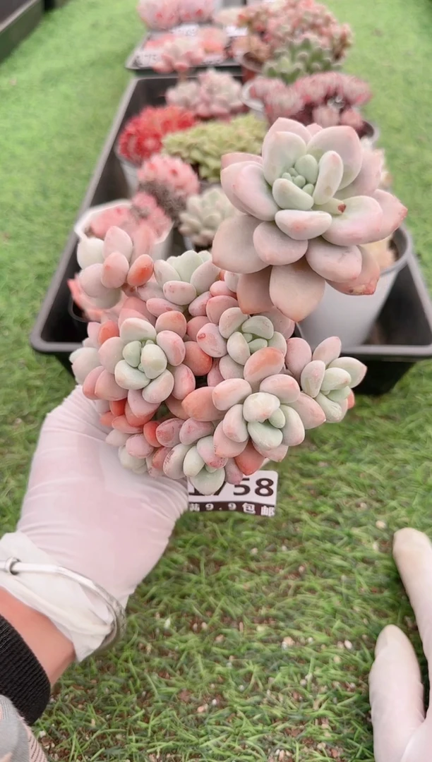 【闪购商品】信福多肉一物一拍