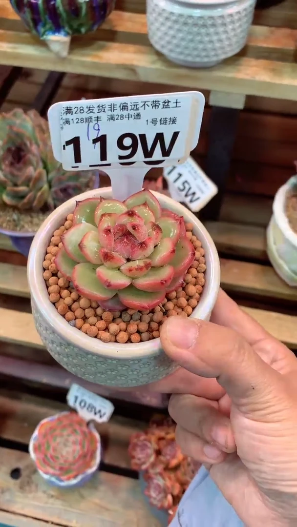 119W（一物一拍实付满28发货，默认不带盆土）