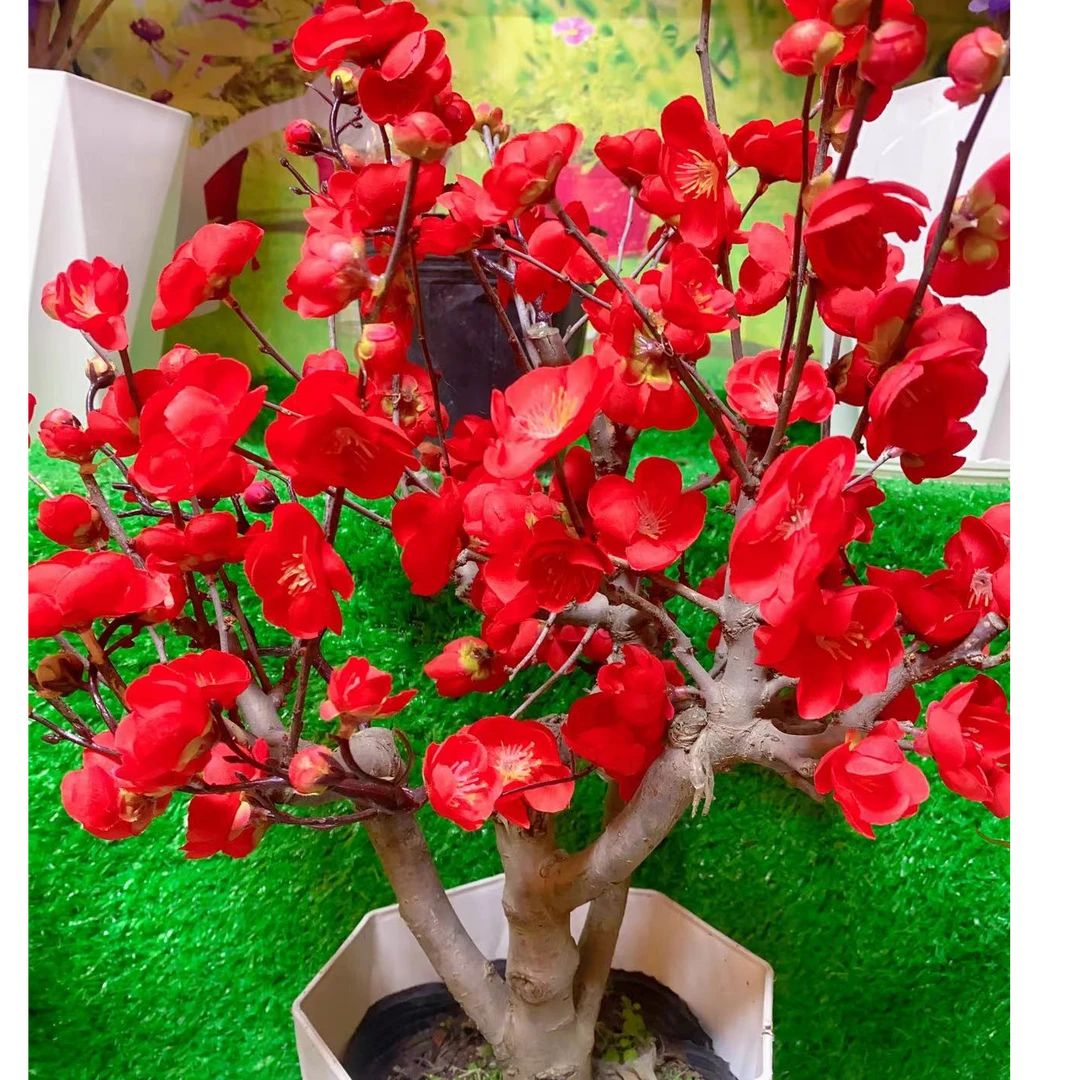 【玫瑰之约 牡丹之恋】年宵花开花爆花机器长寿冠海棠年宵盆景