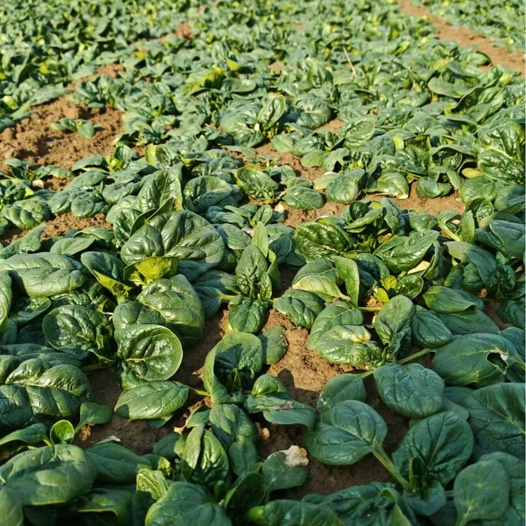 陕西新鲜矮杆霜打露天地爬菠菜（不打药，个别有虫眼）