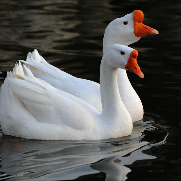 宠物 活体 大种白鹅 包邮