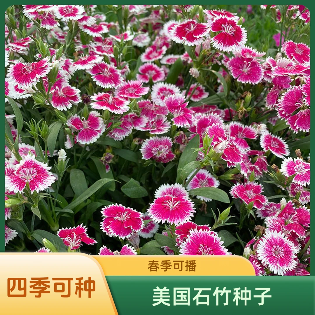 五彩/常夏/美国石竹/欧石竹种子四季种植盆栽地栽花草种子春季