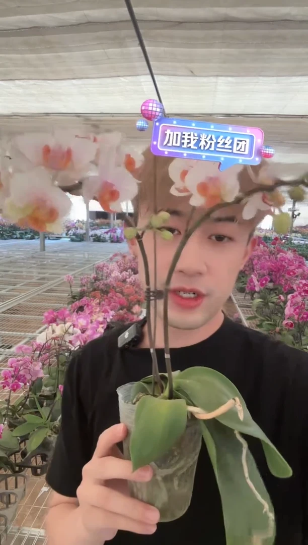 大部分开放少量花苞【豆蔻】蝴蝶兰