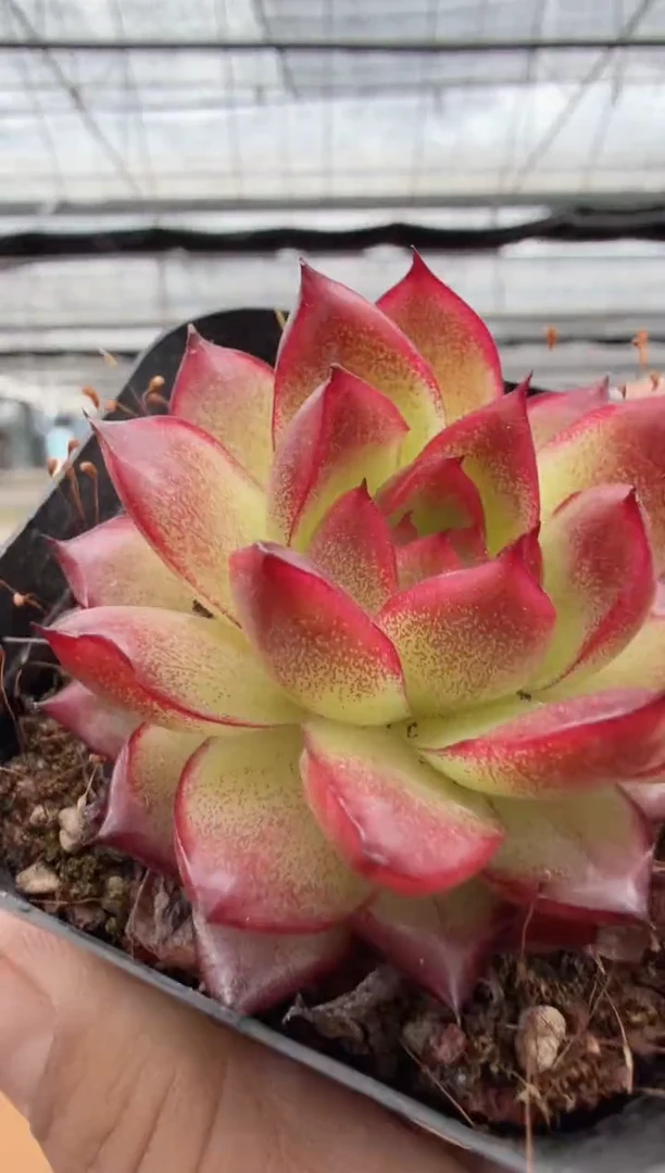 东云多肉园二店-128