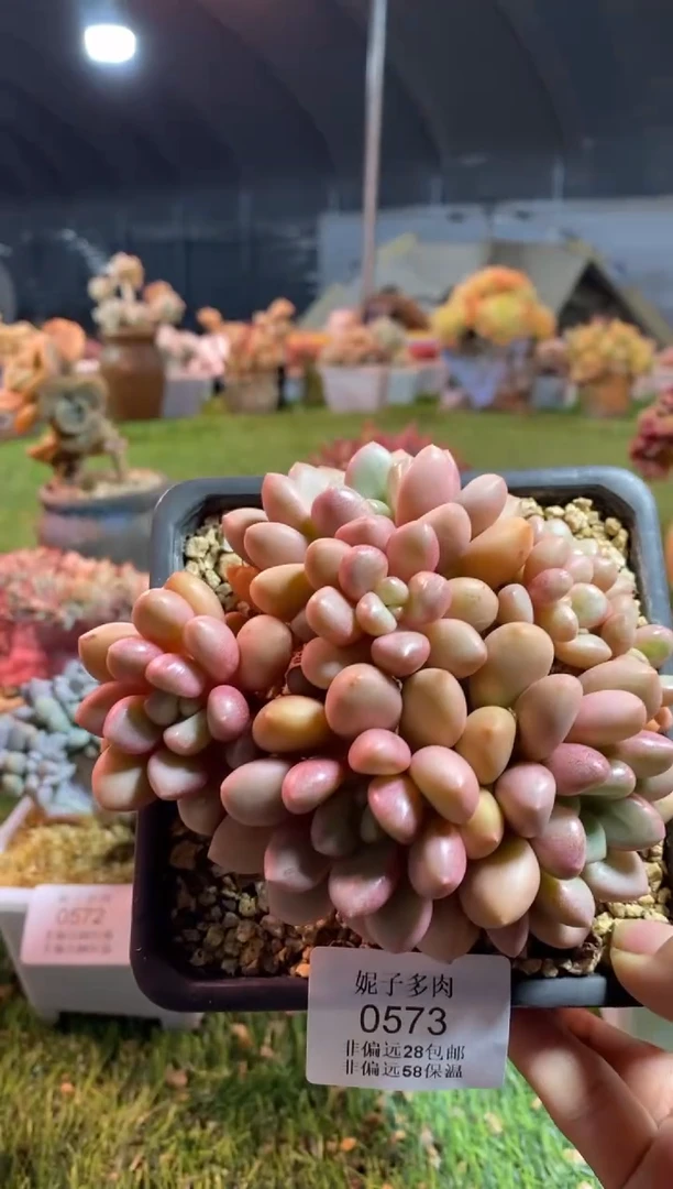 【闪购商品】0573a