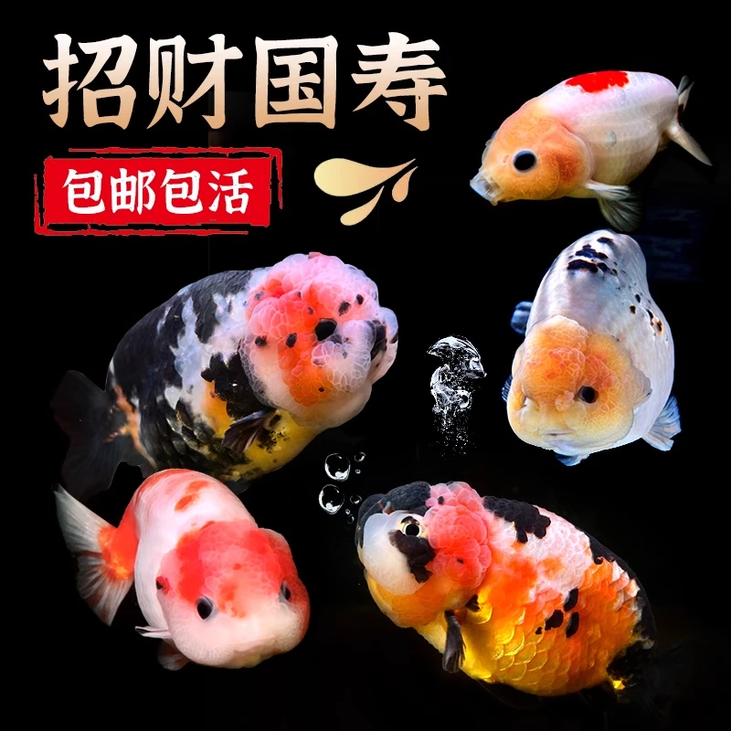 （一）1号链接金鱼缸养冷水鱼（直播间改价专用）