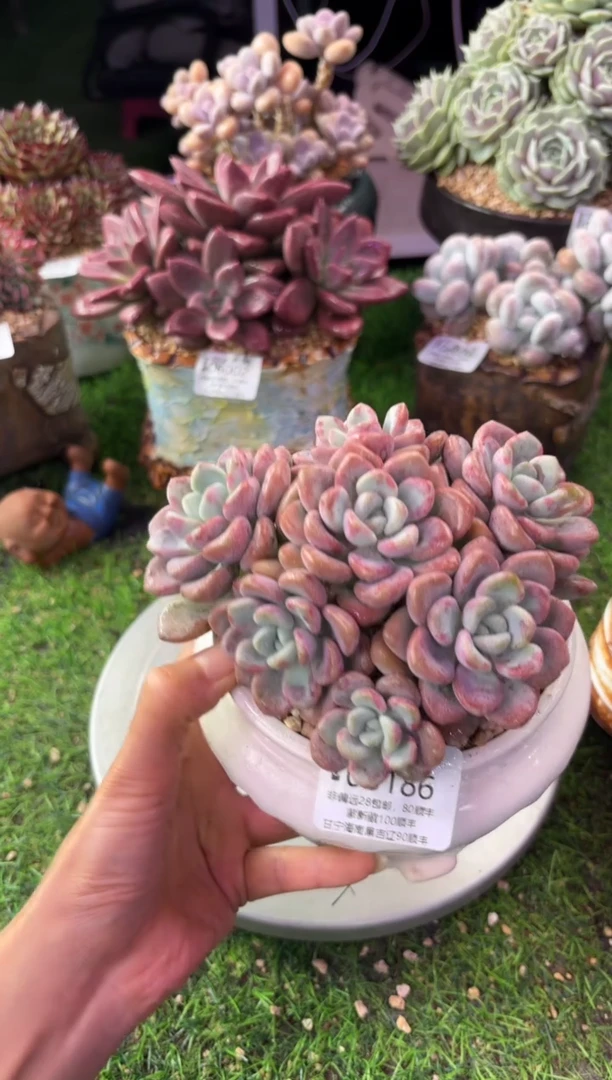 昆明印象多肉06186