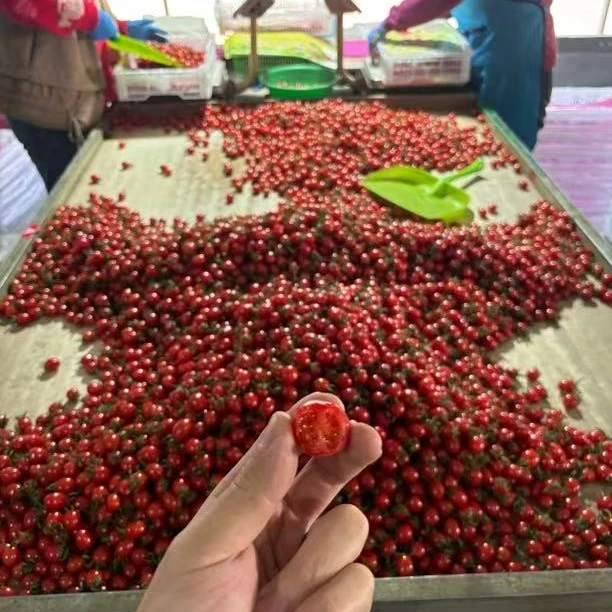 【京东到家】精品小果 正宗平度 玲珑小番茄圣女果釜山88 酸甜爽口 一口爆汁