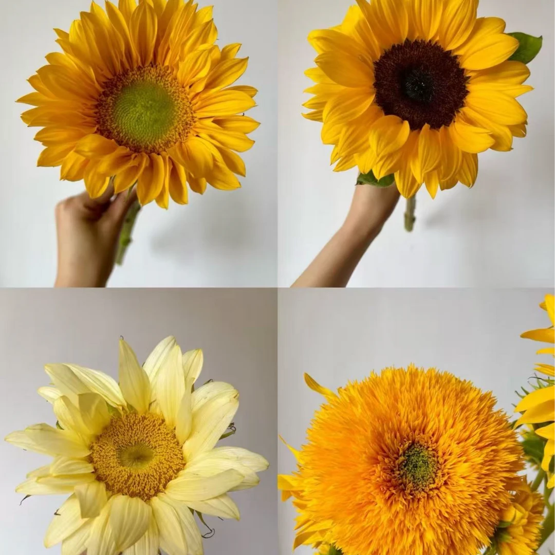 周周有花—向日葵系列，全店满59免费配送到家