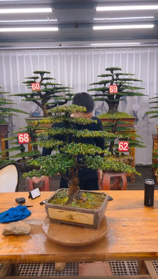 【闪购商品】紫砂精品盆景直播间一物一拍
