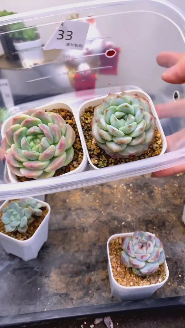 9.9一组一组2颗一组包邮33号