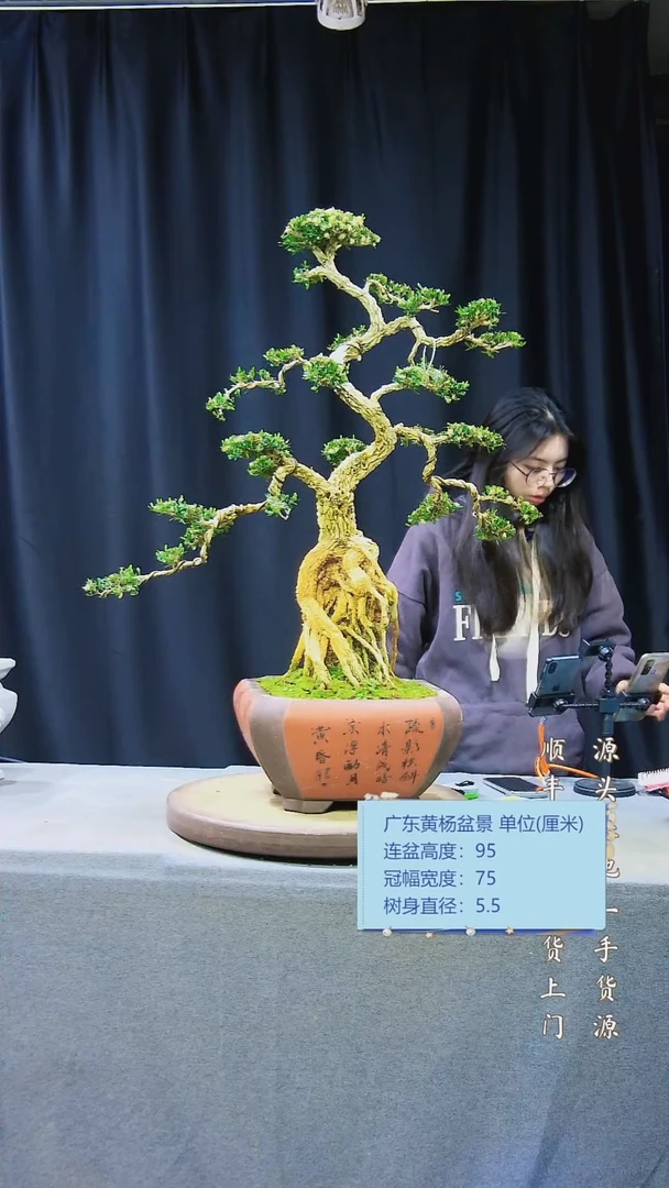 【闪购商品】雀舌黄杨盆景雀舌黄杨盆景