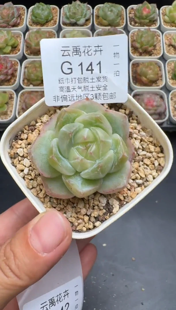 141G云禹多肉植物 脱土纸巾打包 3颗包邮
