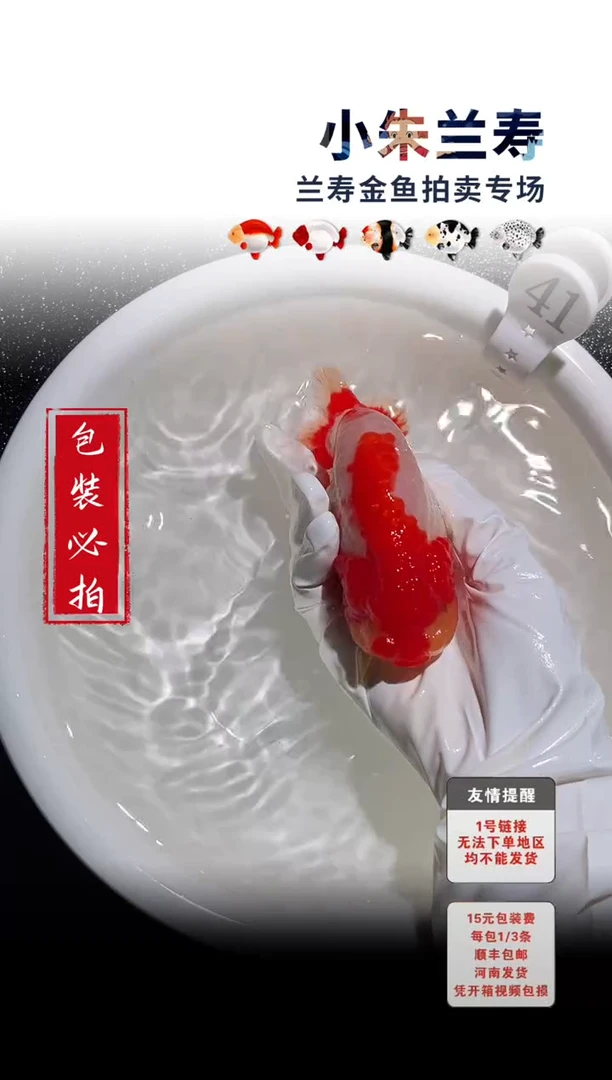 金鱼包装必拍未拍顺丰到付41号