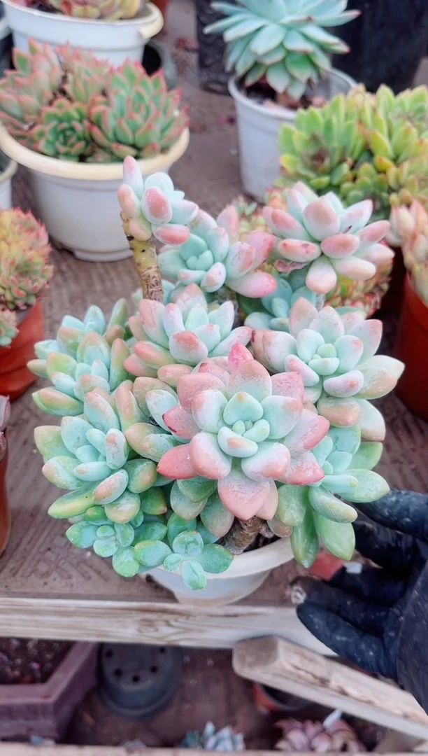 1***珊15180多肉植物一物一拍