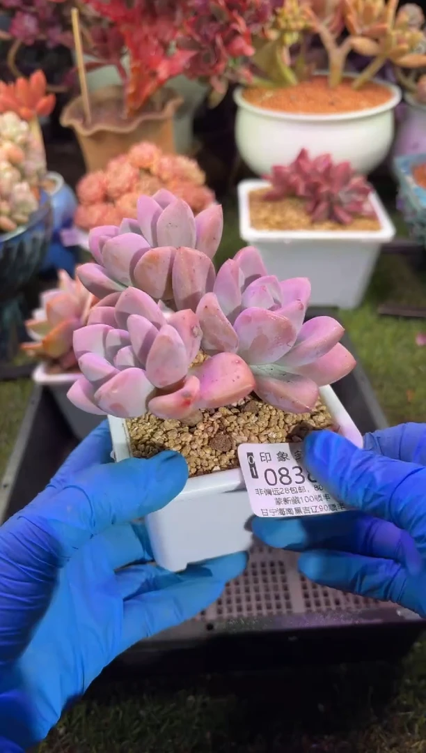 【闪购商品】08382