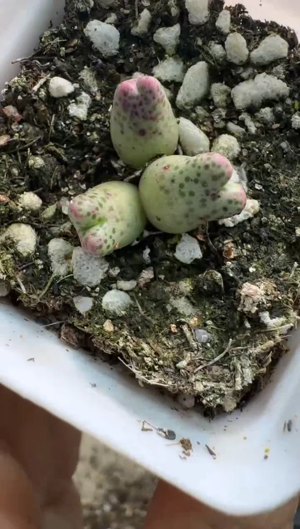 7-101多肉植物肉锥