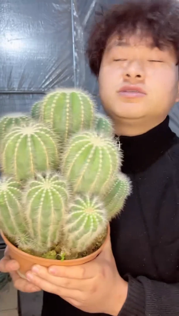 【闪购商品】大银冠群生