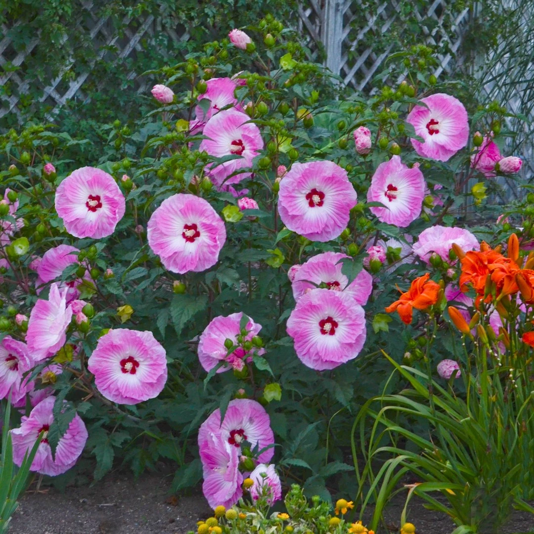 虹越 | 大花芙蓉葵“扎染” M50 美植袋仑美植袋盆栽苗