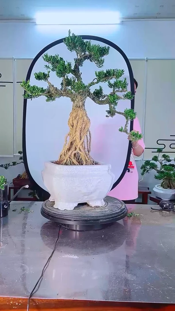 不开花植物广东雀舌皱皮黄杨高端盆景