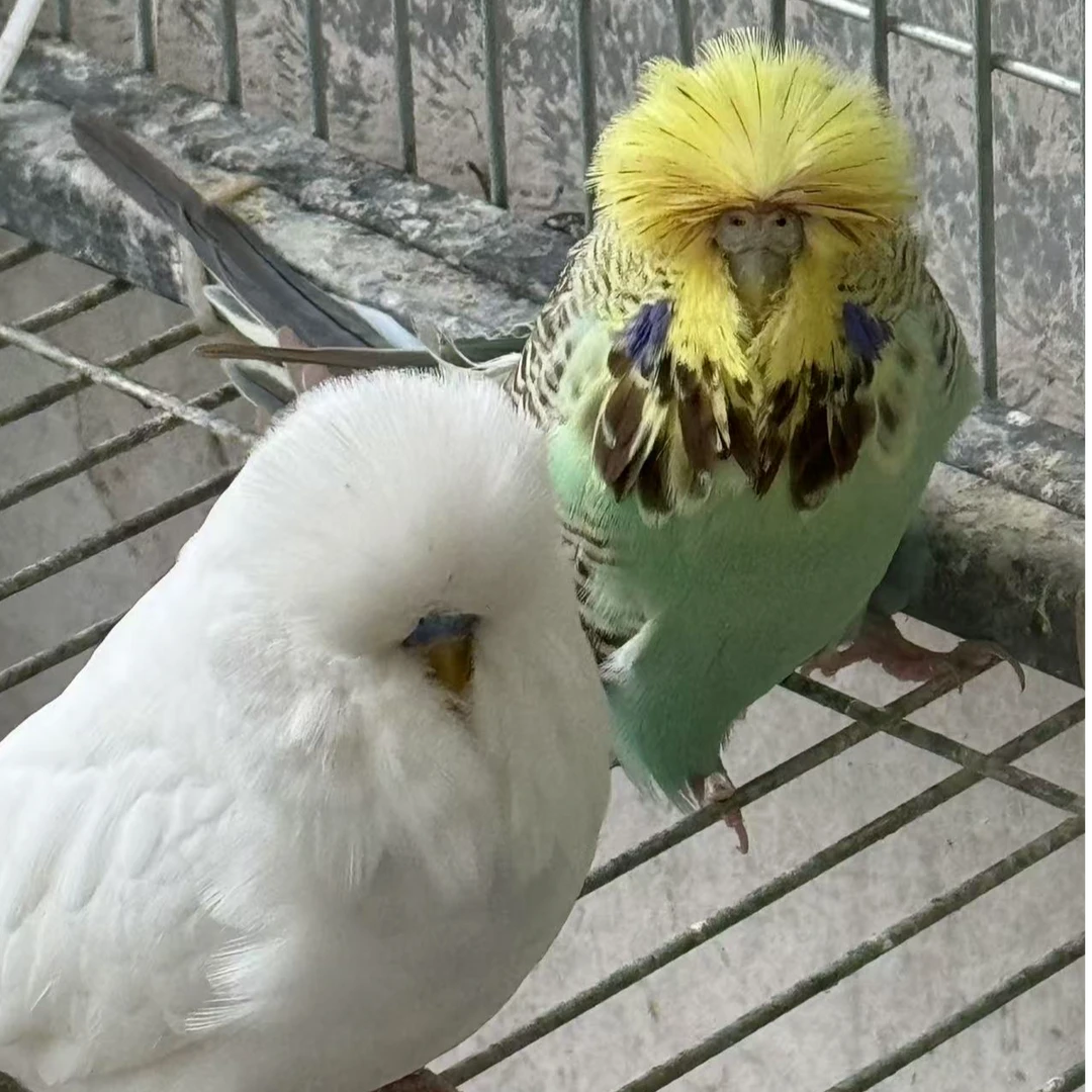 欧血大头虎皮鹦鹉