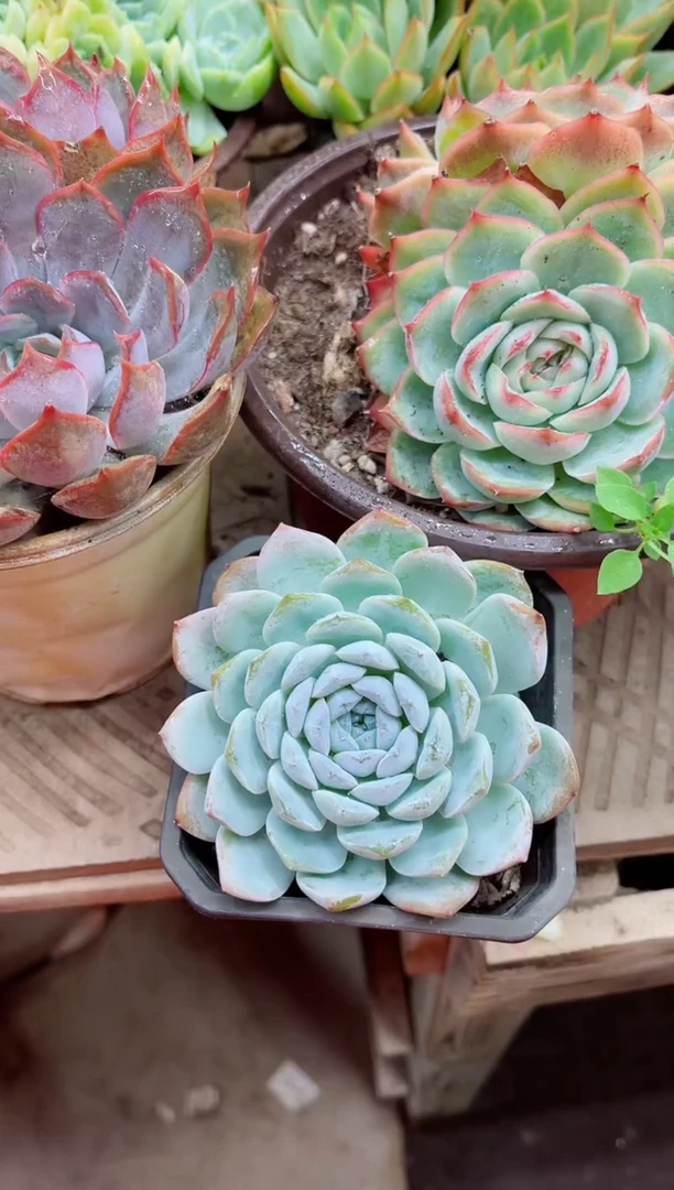 珍****➰16002多肉植物一物一拍