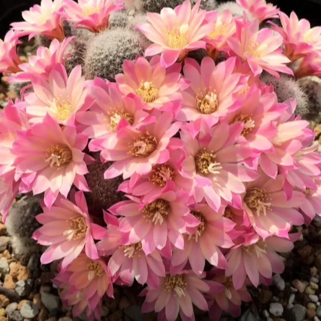 二妹园艺（粉蝶 落地自根）好花色仙人球满18包邮随机发