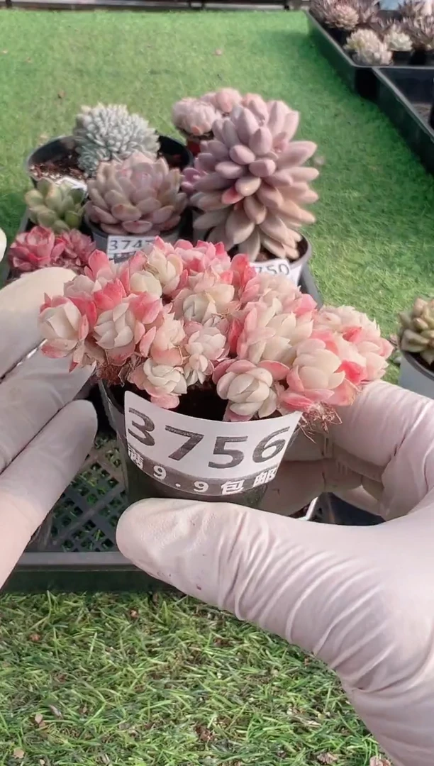 【闪购商品】信福多肉一物一拍