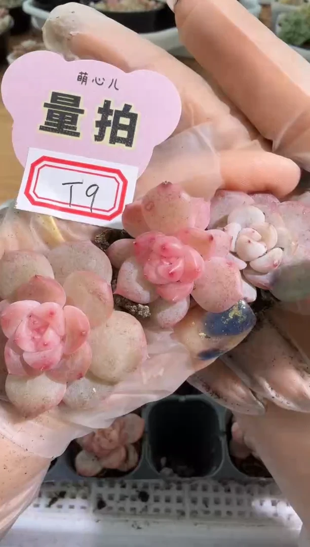 T9 单双混 3颗量拍混发 满9.9包邮