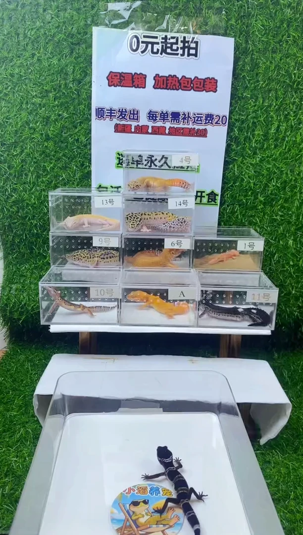 豹纹守宫豹纹守宫可爱幼苗亚成体成体肥尾