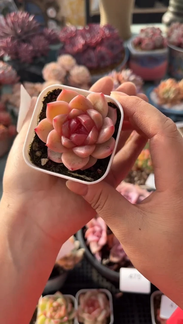 473单头糖心多肉