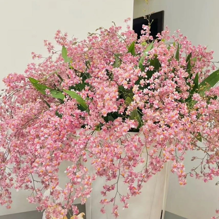 樱花粉梦香兰保底10支花剑以上带北欧风花盆+2包肥料文心兰兰花