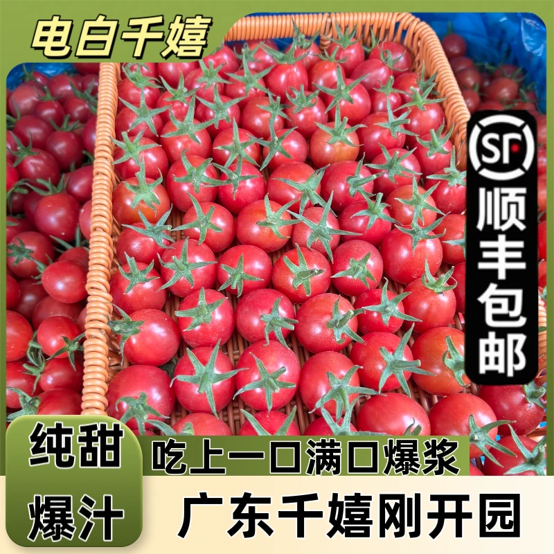 广东电白千禧樱桃小番茄冰糖千禧圣女果脆甜水果甜口千禧小番茄